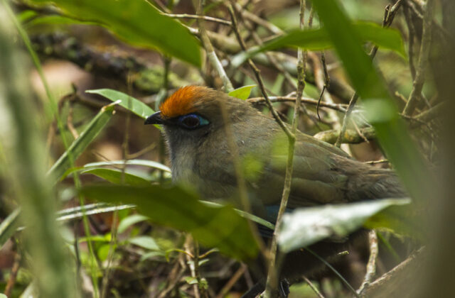 Red-fronted Coua