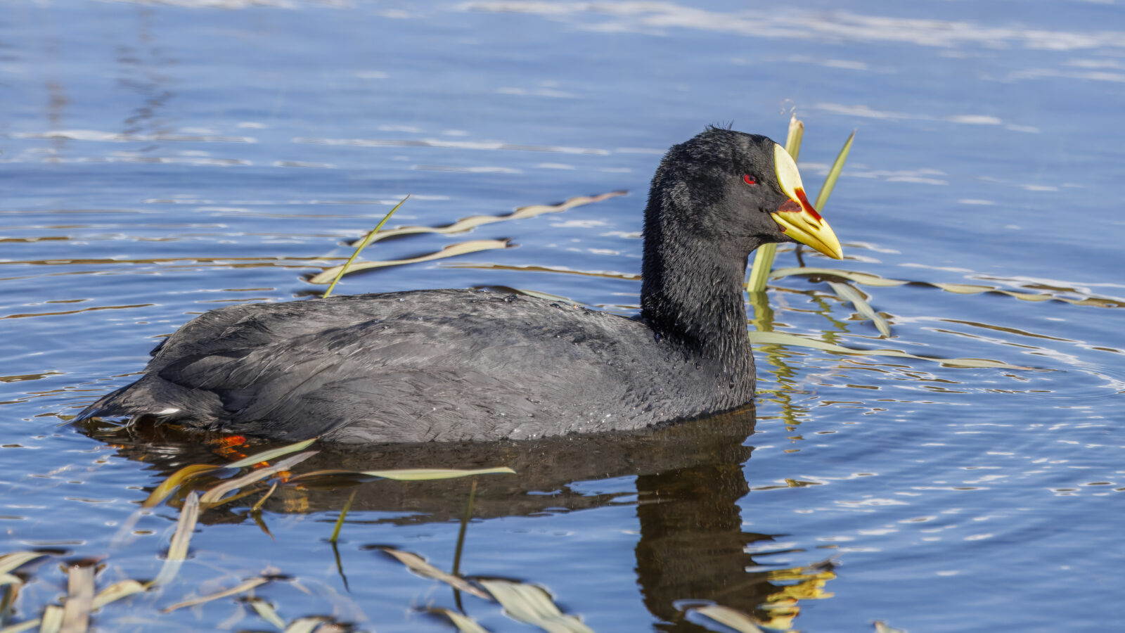 Red-gartered Coot