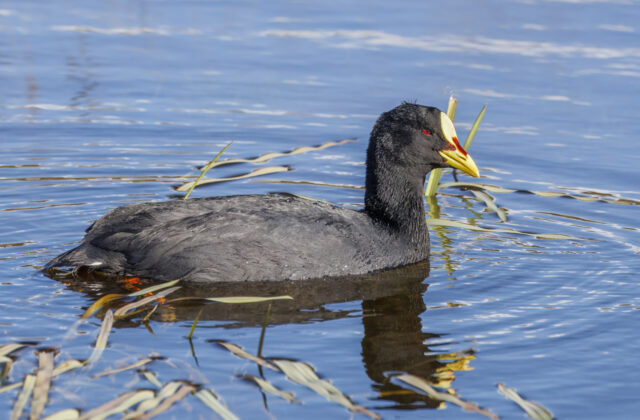 Red-gartered Coot