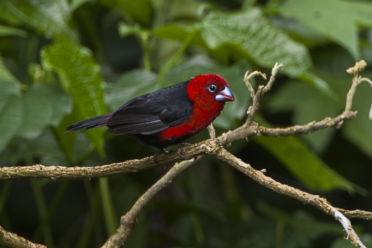 Red-headed Bluebill