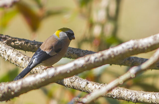 Red-headed Bullfinch