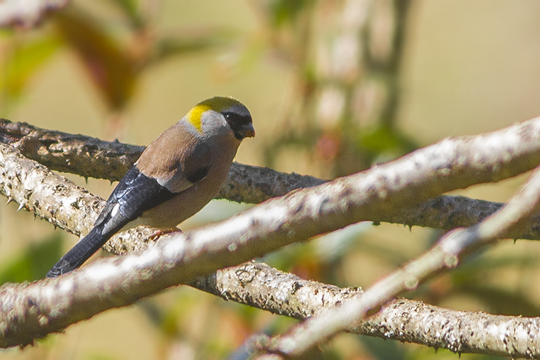 Red-headed Bullfinch