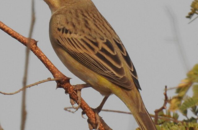 Red-headed Bunting