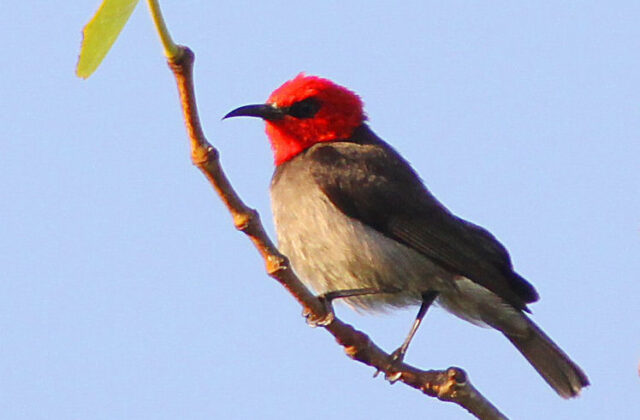 Red-headed Myzomela