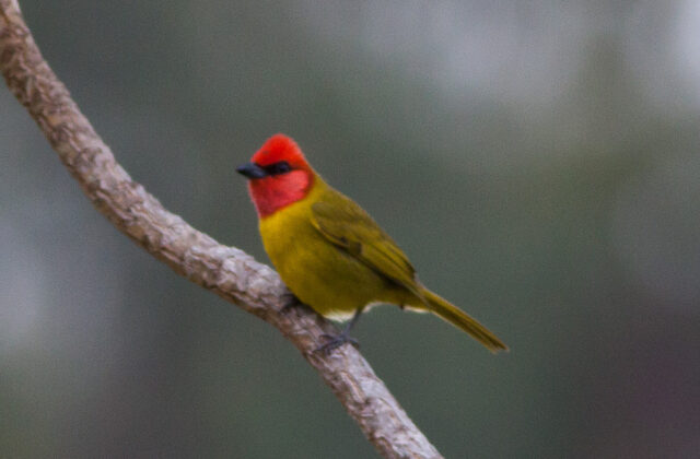 Red-headed Tanager
