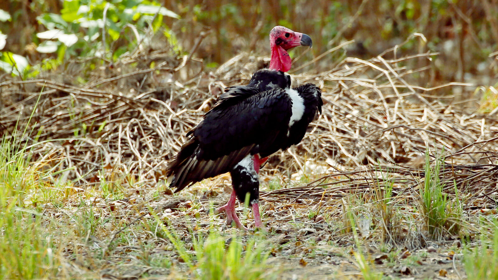 Red-headed Vulture