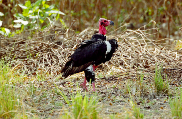 Red-headed Vulture