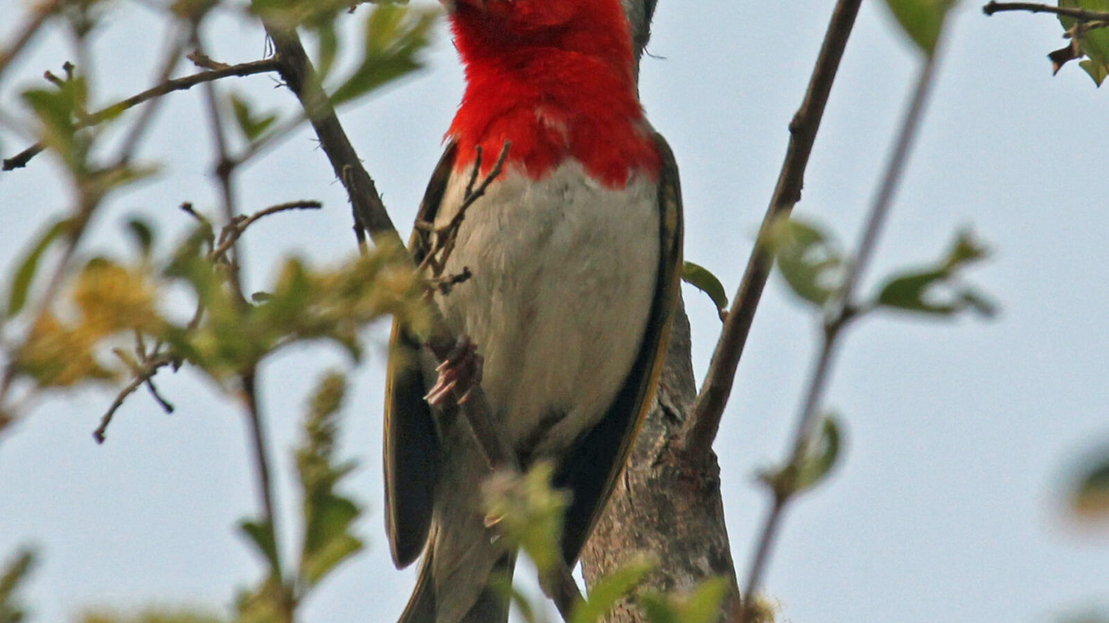 Red-headed Weaver