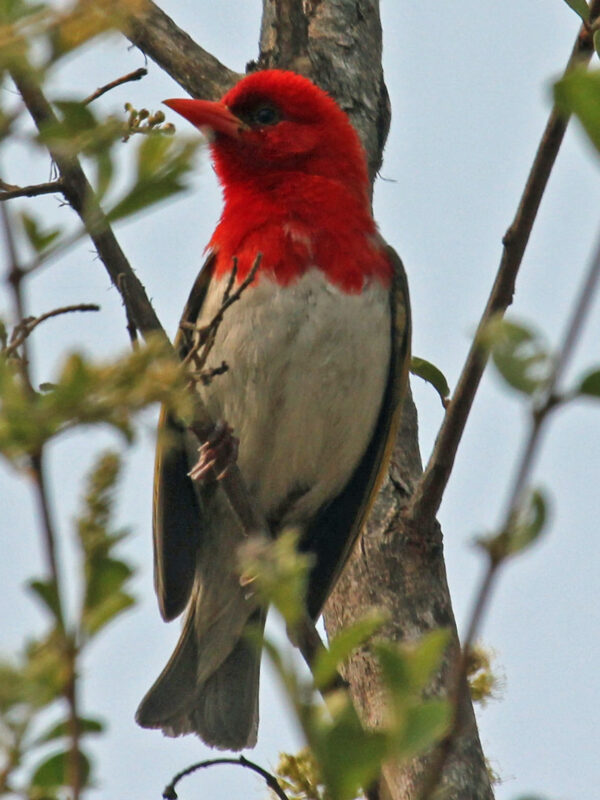 Red-headed Weaver