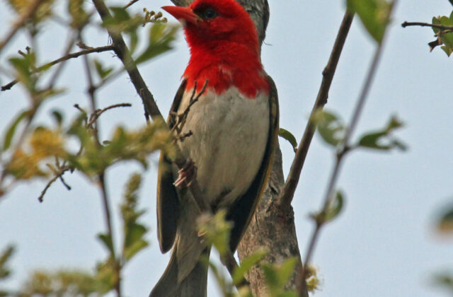 Red-headed Weaver