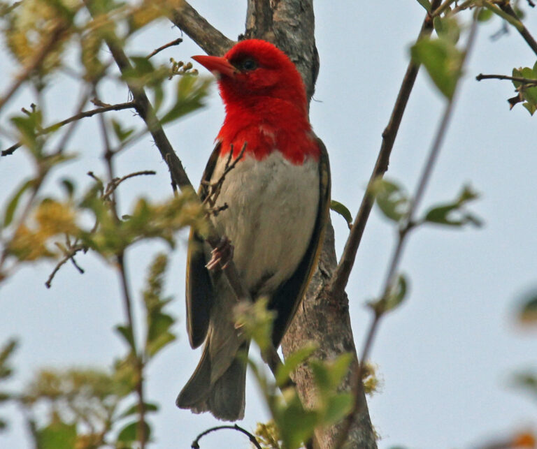 Red-headed Weaver