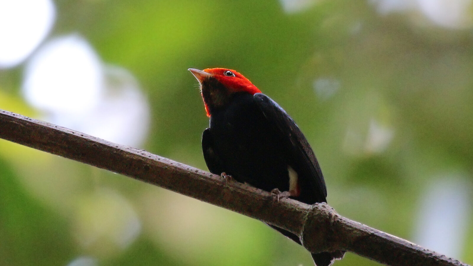 Red-headed Manakin