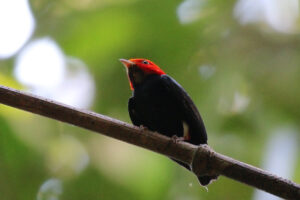 Red-headed Manakin