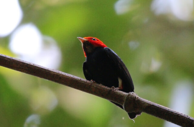 Red-headed Manakin