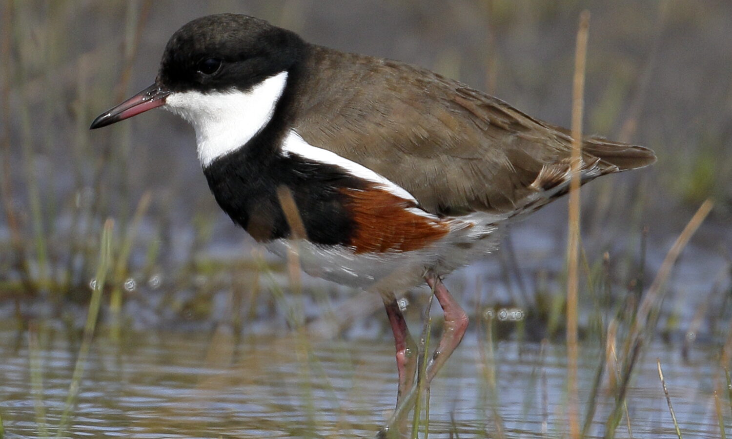 Red-kneed Dotterel