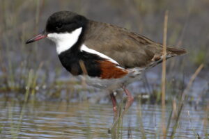 Red-kneed Dotterel