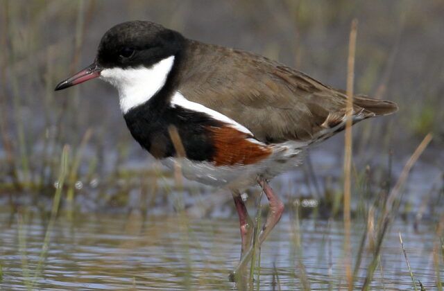 Red-kneed Dotterel