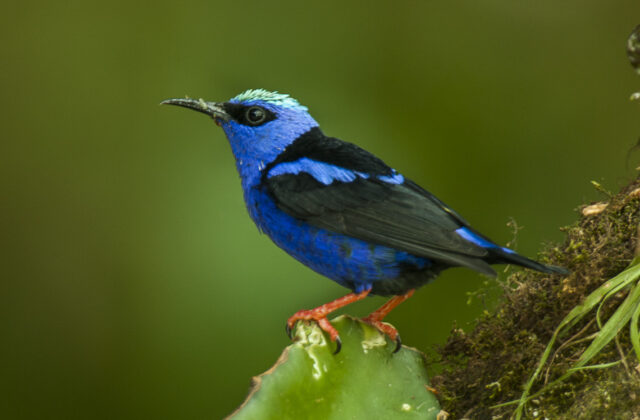 Red-legged Honeycreeper
