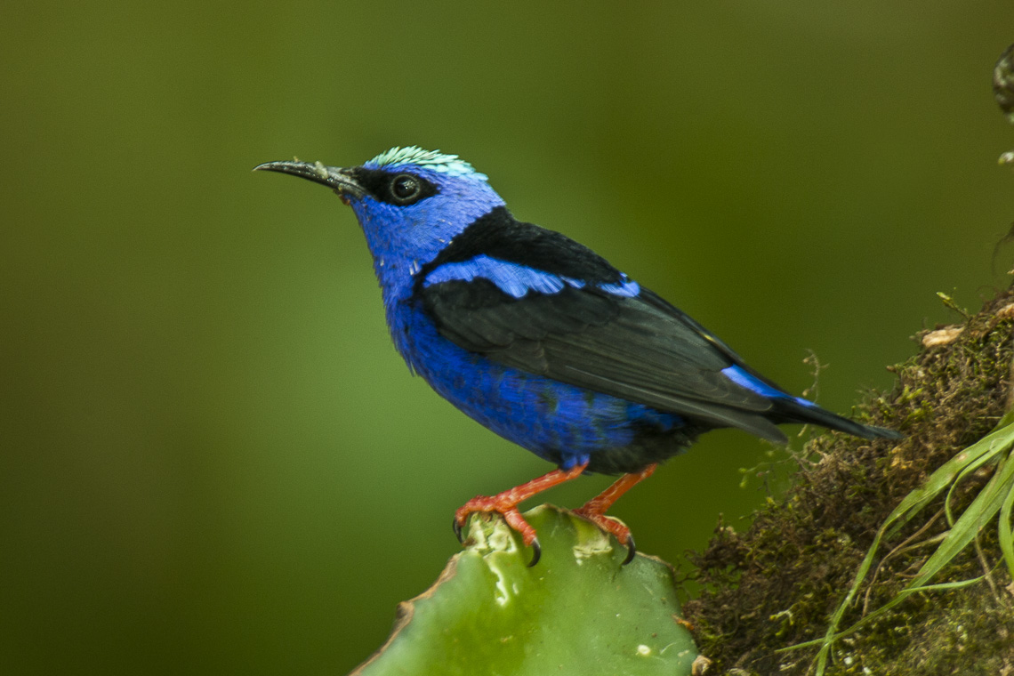 Red-legged Honeycreeper