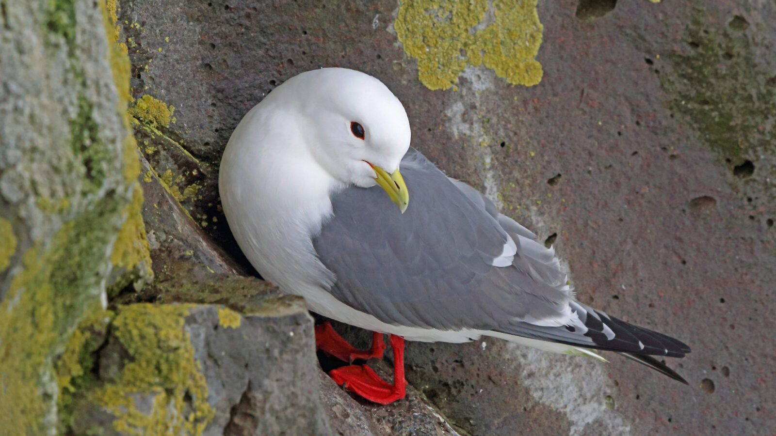 Red-legged Kittiwake
