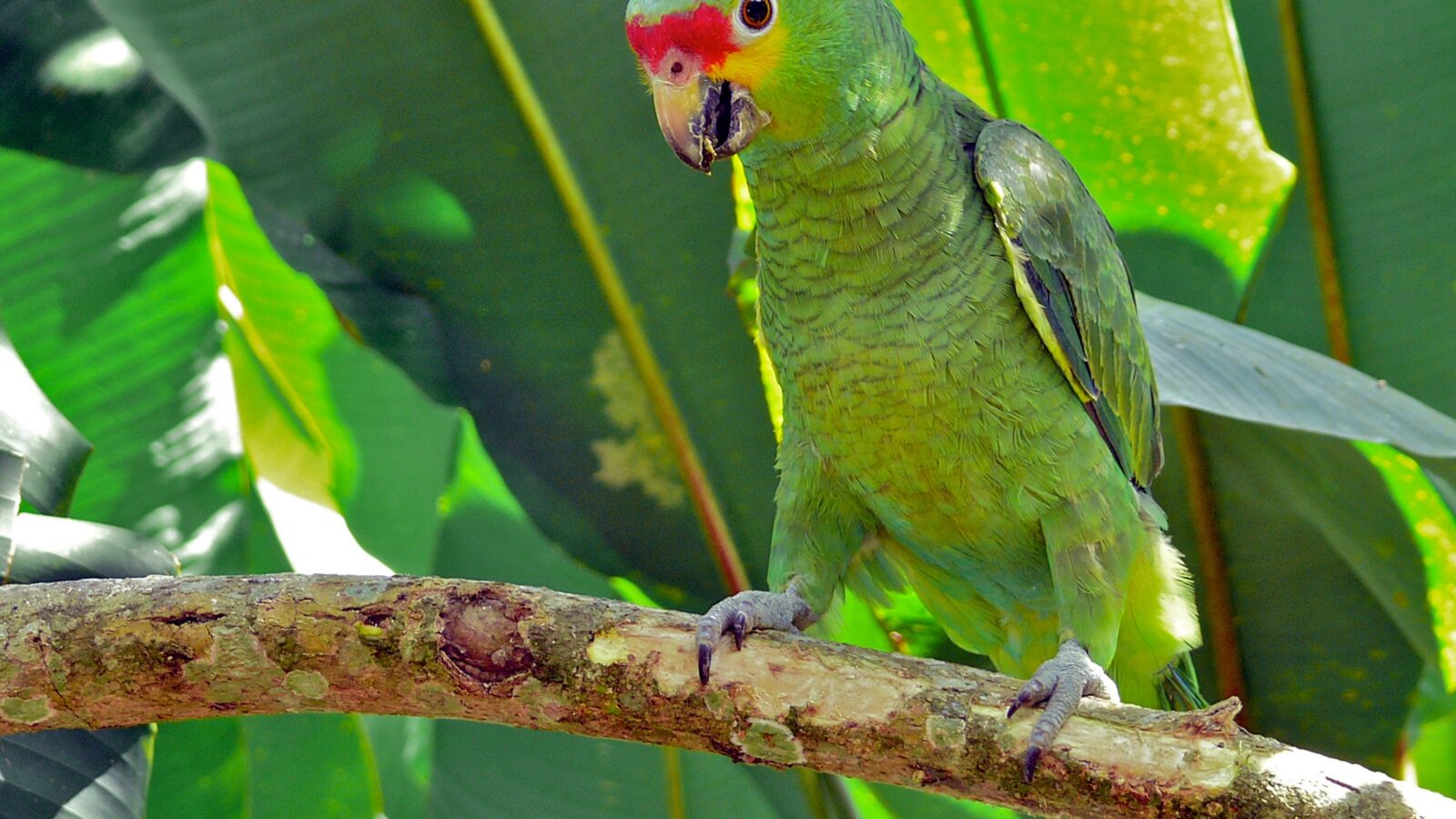 Red-lored Amazon
