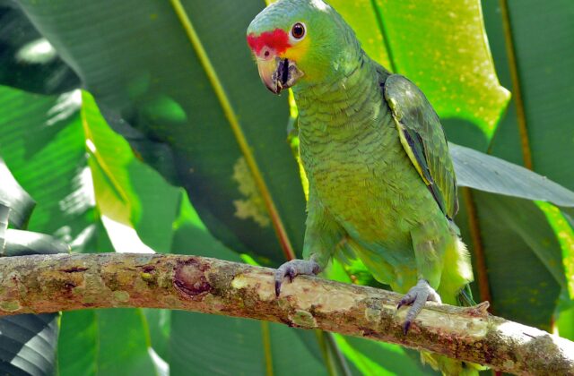 Red-lored Amazon