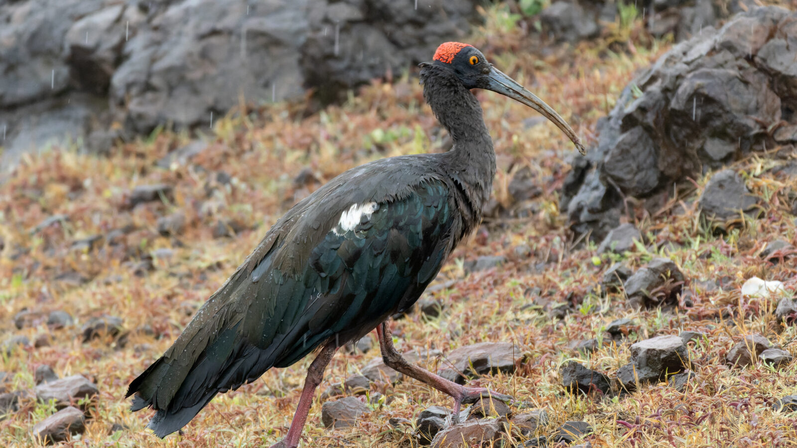 Red-naped Ibis