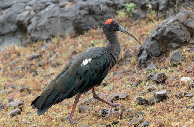 Red-naped Ibis