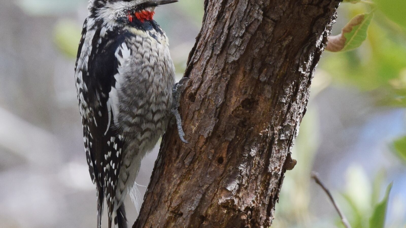 Red-naped Sapsucker
