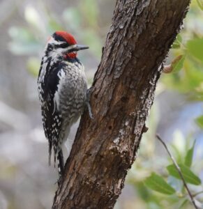 Red-naped Sapsucker