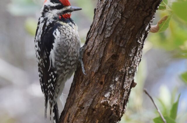 Red-naped Sapsucker