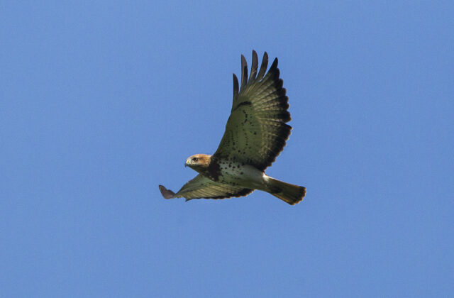 Red-necked Buzzard