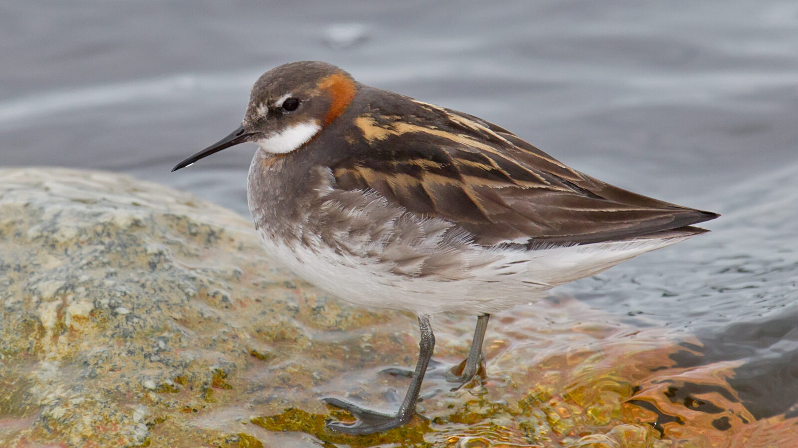Red-necked Phalarope