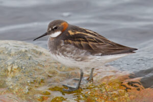 Red-necked Phalarope