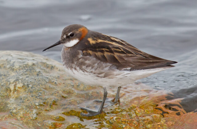 Red-necked Phalarope