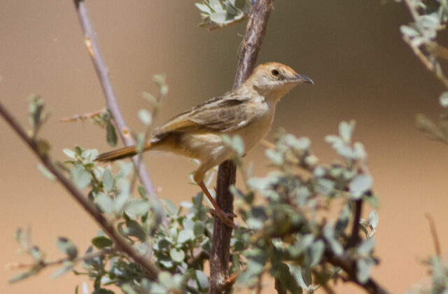 Red-pate Cisticola