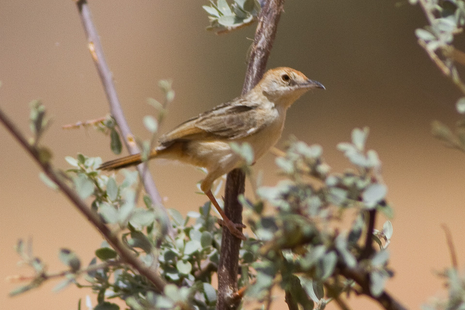 Red-pate Cisticola