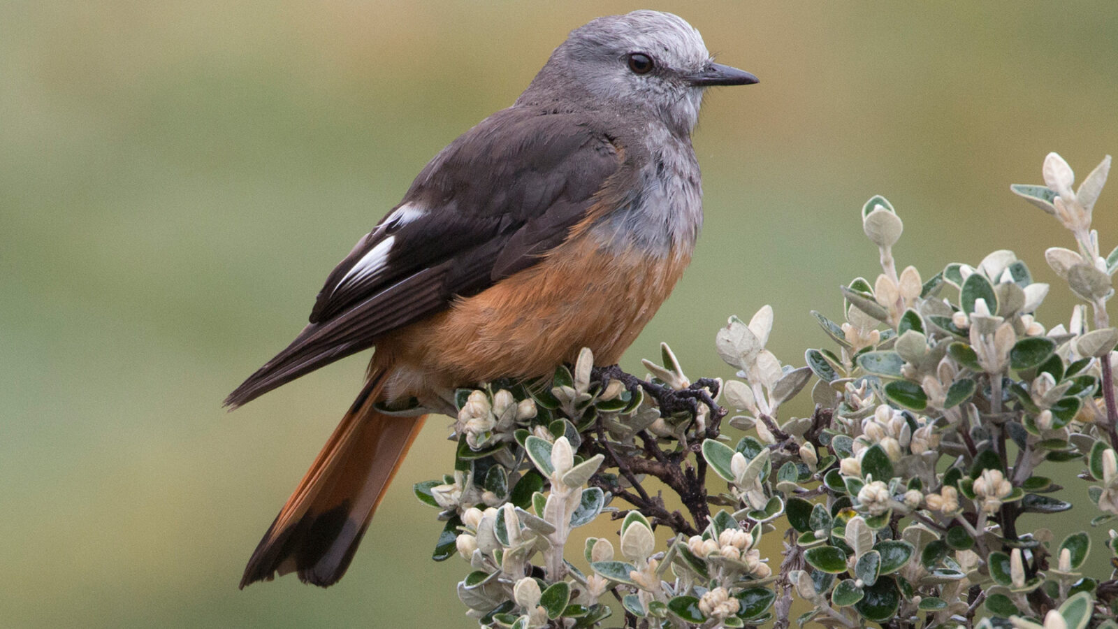 Red-rumped Bush Tyrant