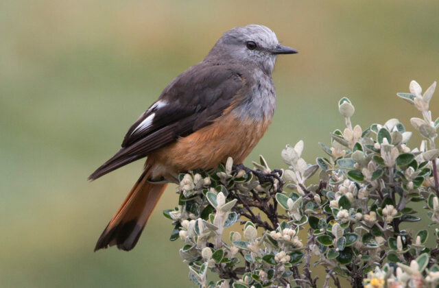 Red-rumped Bush Tyrant