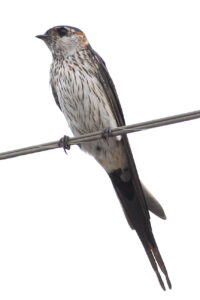 Eastern Red-rumped Swallow