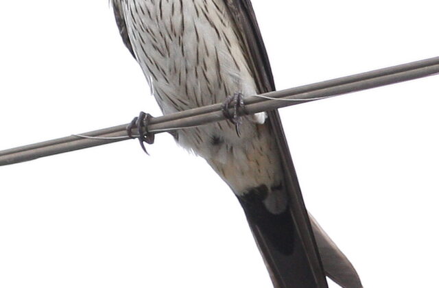 Eastern Red-rumped Swallow
