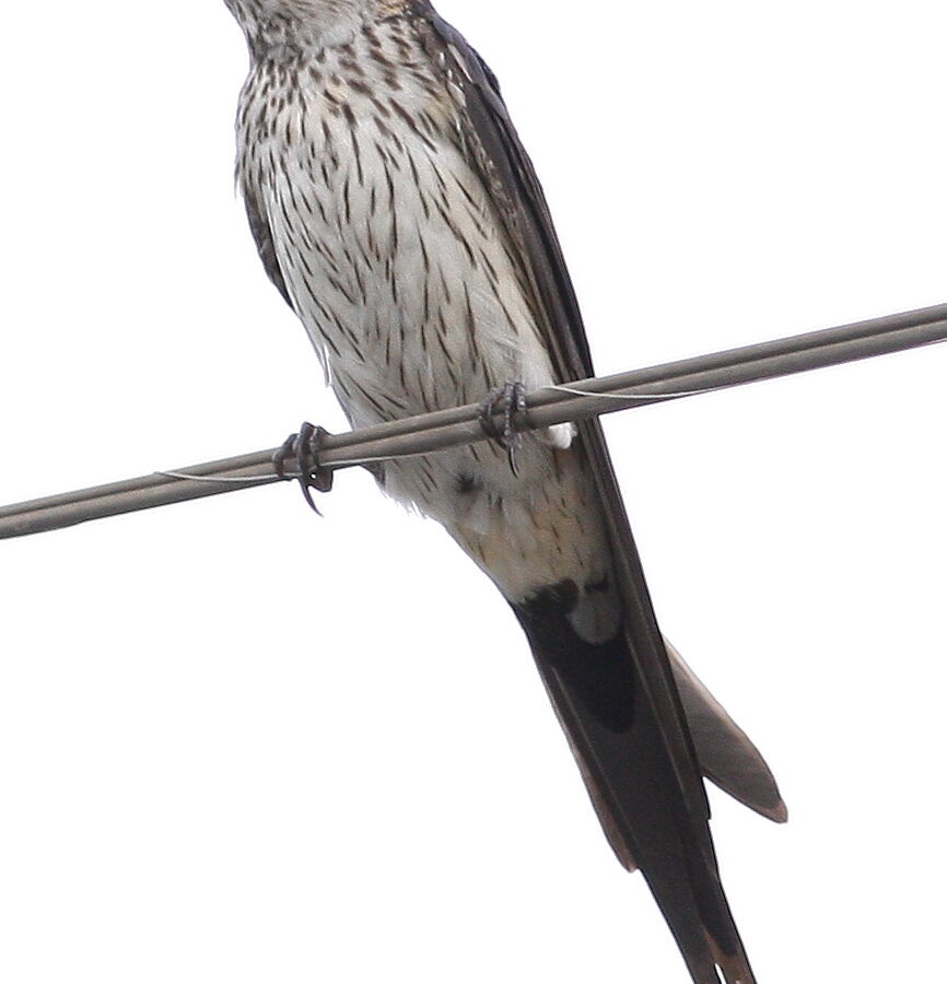 Eastern Red-rumped Swallow