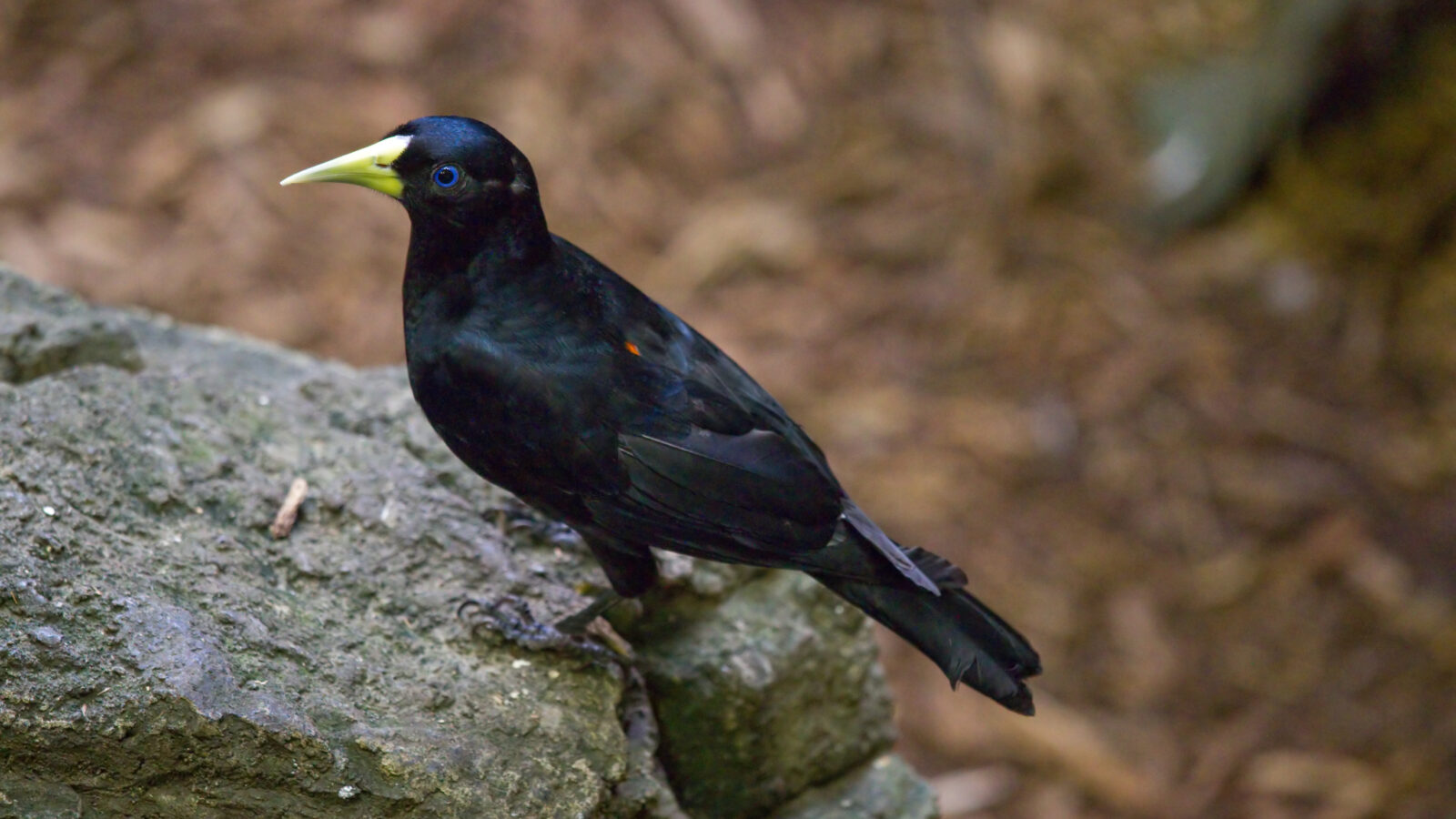 Red-rumped Cacique
