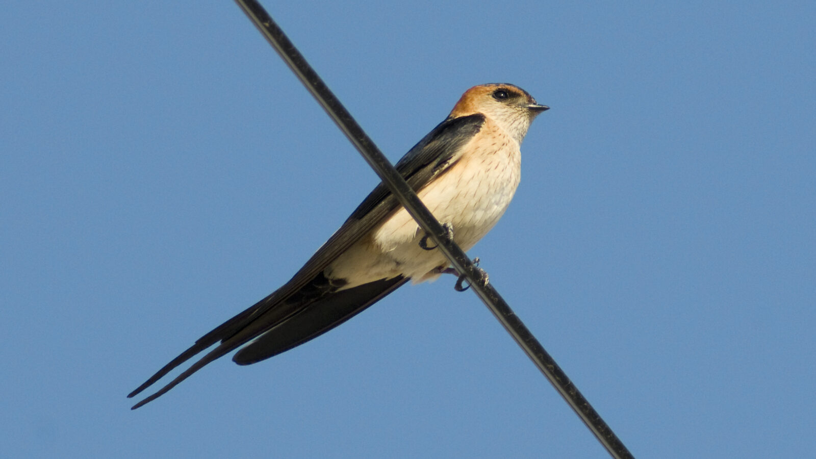 European Red-rumped Swallow