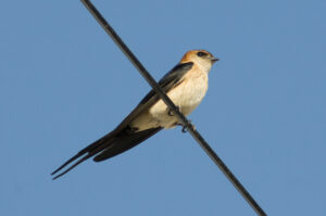 European Red-rumped Swallow