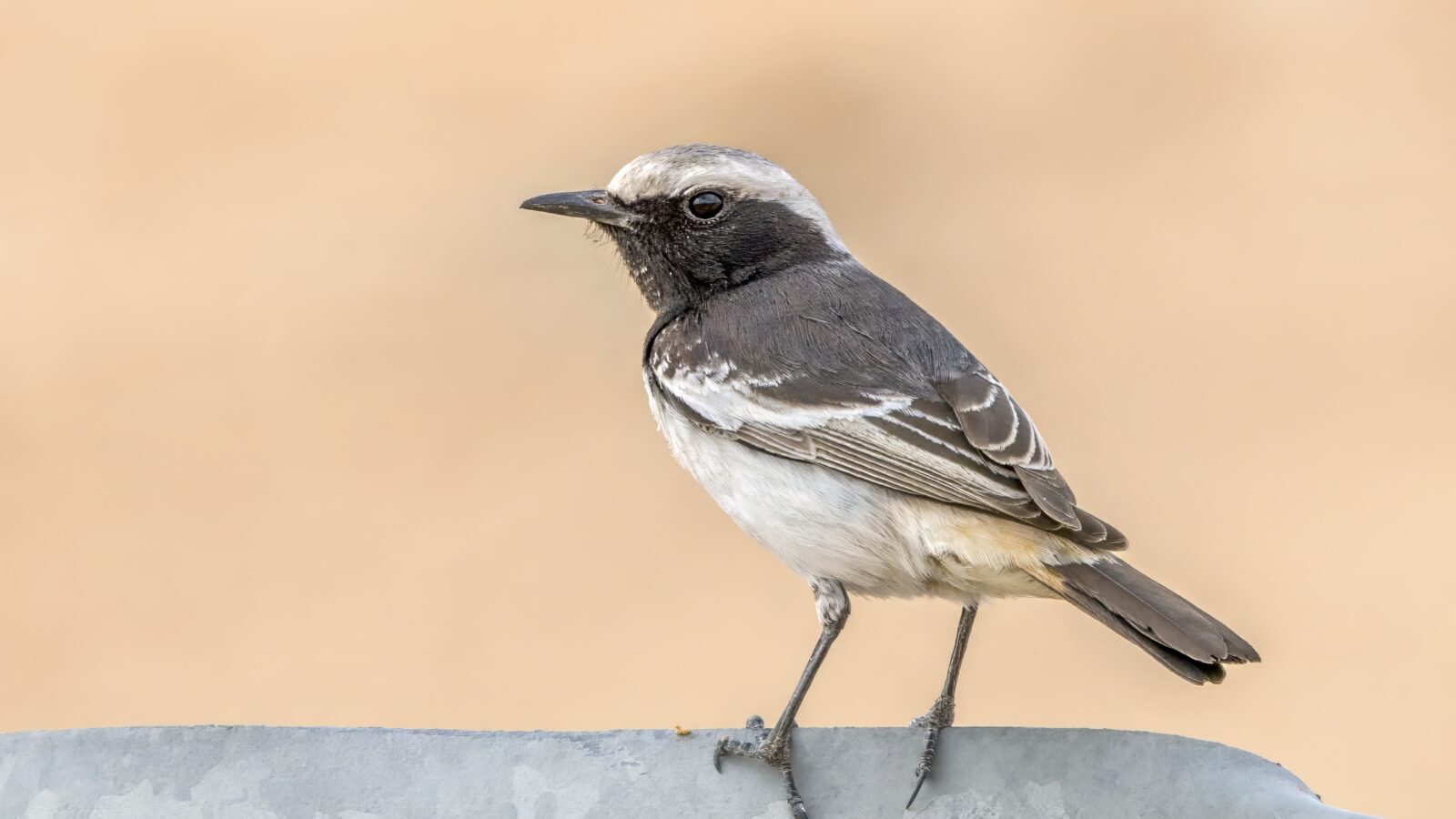 Red-rumped Wheatear