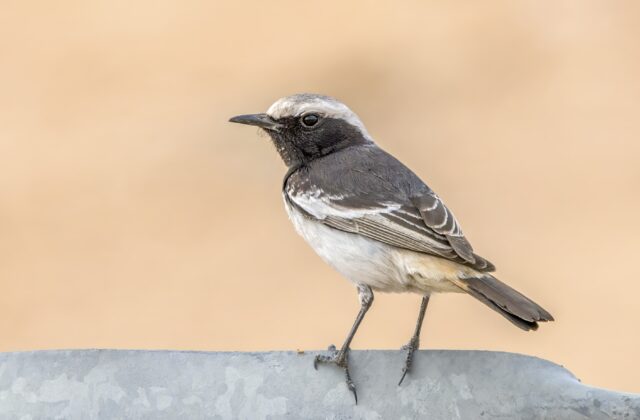 Red-rumped Wheatear