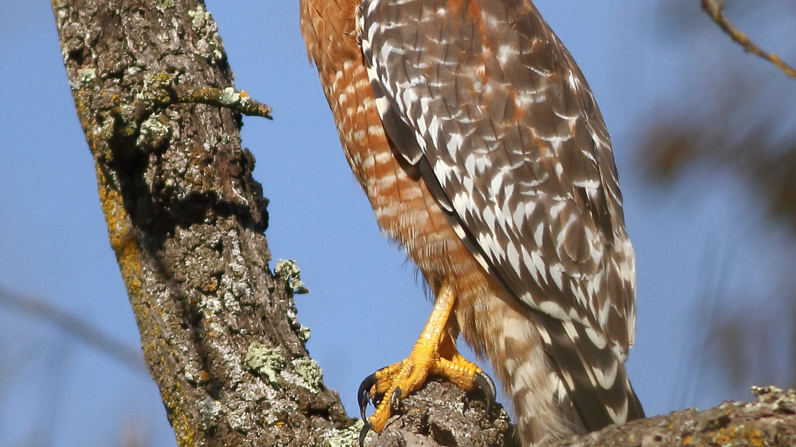 Red-shouldered Hawk