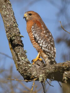 Red-shouldered Hawk