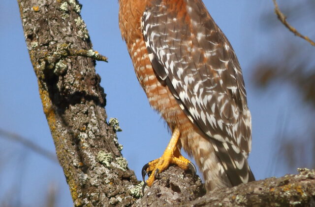 Red-shouldered Hawk